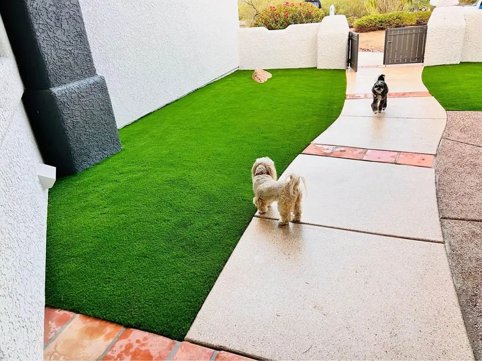 Two small dogs walk along a curved pathway framed by lush lawns of artificial grass in a Glendale, AZ backyard. The yard is enclosed by a white wall with a gate in the distance, creating a bright and well-maintained setting.