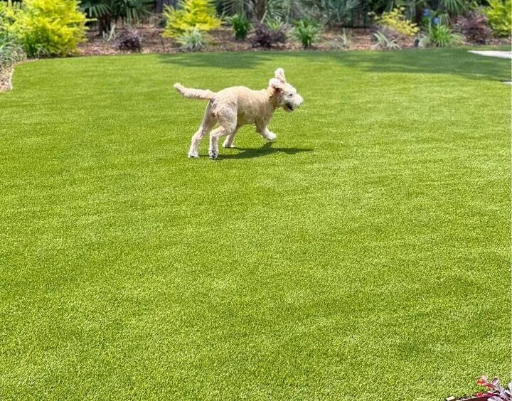 A joyful dog with curly fur runs across a lush, green lawn of synthetic turf on a sunny day. The background features various plants and shrubs, adding to the vibrant outdoor setting common in Sun City West.